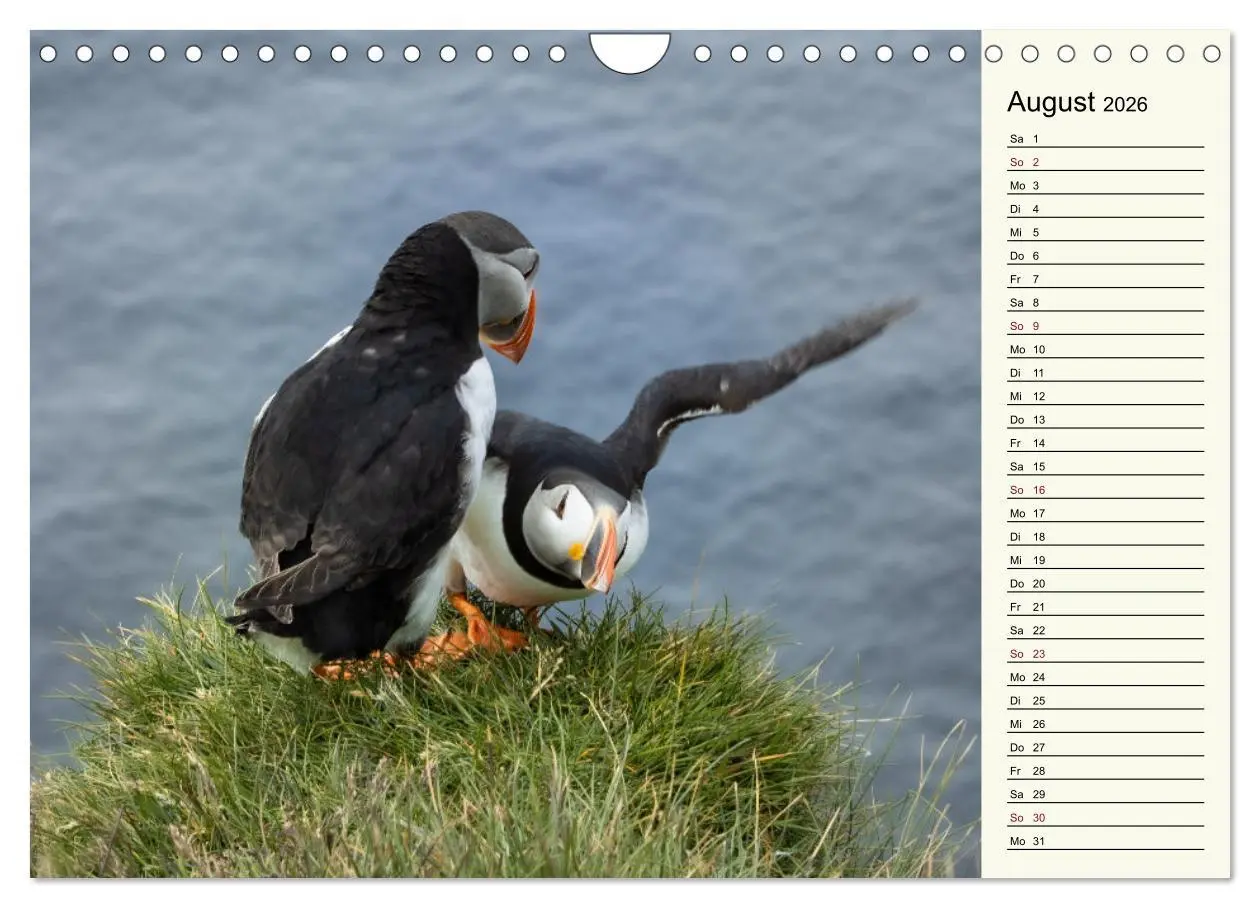 Bild: 9783457624388 | Die Papageientaucher von Island (Wandkalender 2026 DIN A4 quer),...