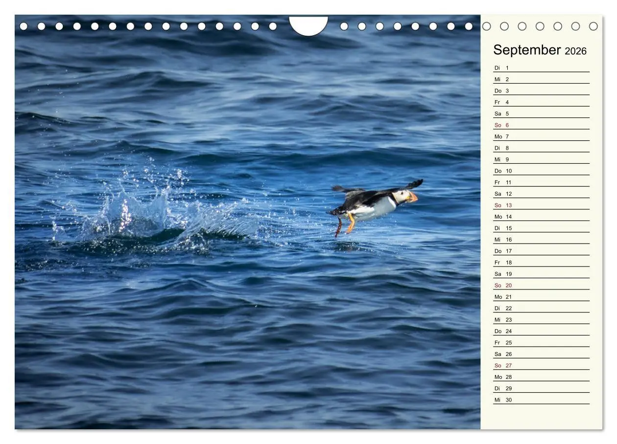 Bild: 9783457624388 | Die Papageientaucher von Island (Wandkalender 2026 DIN A4 quer),...