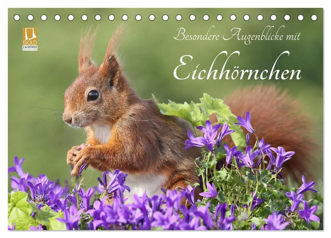 Cover: 9783516024388 | Besondere Augenblicke mit Eichhörnchen (Tischkalender 2026 DIN A5...