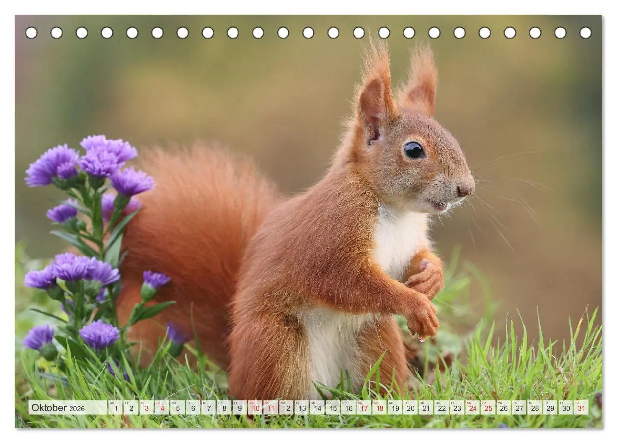 Bild: 9783516024388 | Besondere Augenblicke mit Eichhörnchen (Tischkalender 2026 DIN A5...