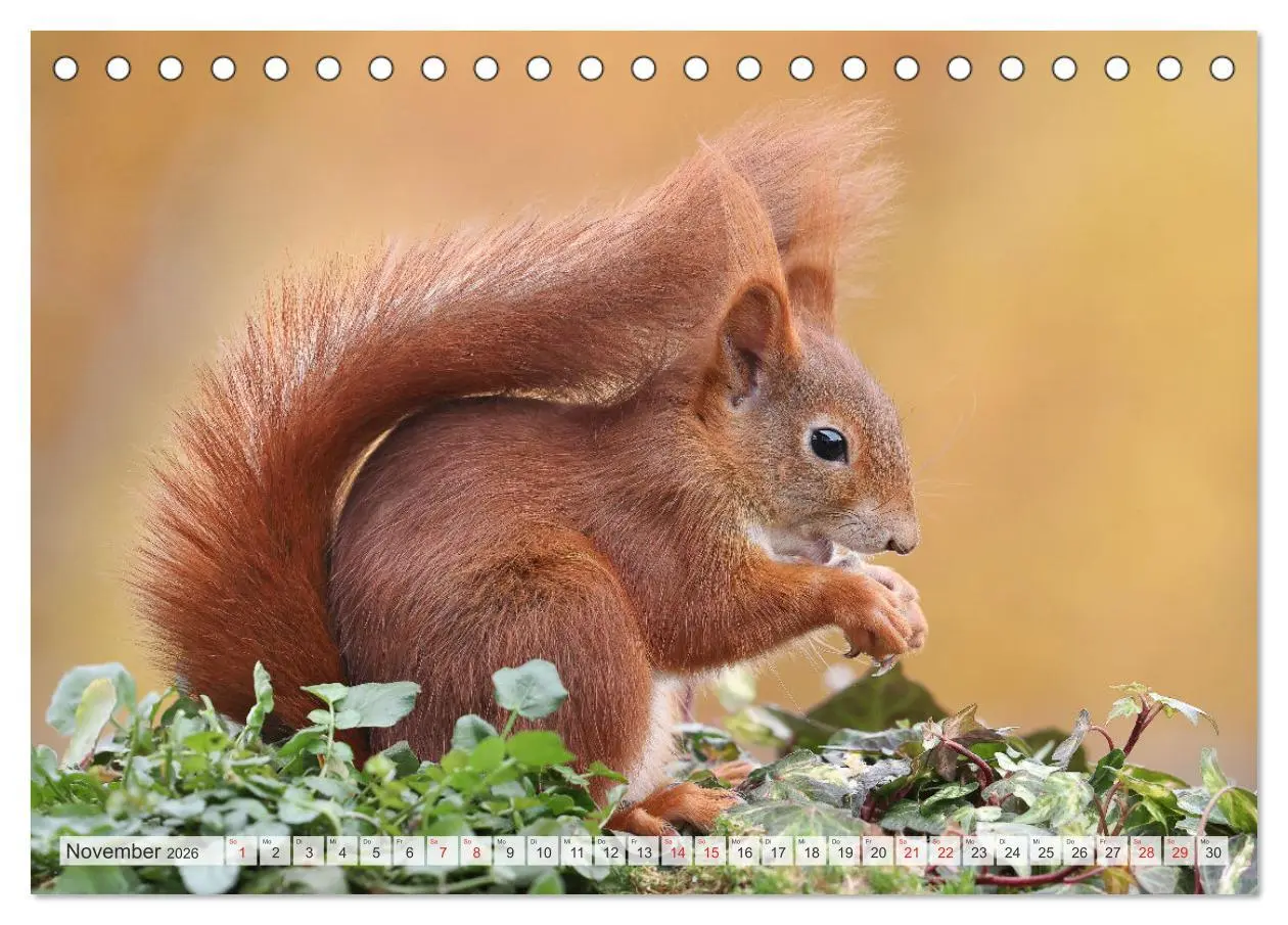 Bild: 9783516024388 | Besondere Augenblicke mit Eichhörnchen (Tischkalender 2026 DIN A5...