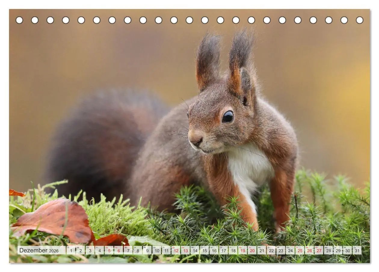 Bild: 9783516024388 | Besondere Augenblicke mit Eichhörnchen (Tischkalender 2026 DIN A5...