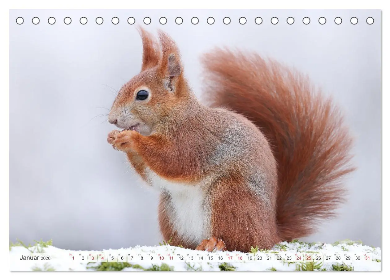 Bild: 9783516024388 | Besondere Augenblicke mit Eichhörnchen (Tischkalender 2026 DIN A5...