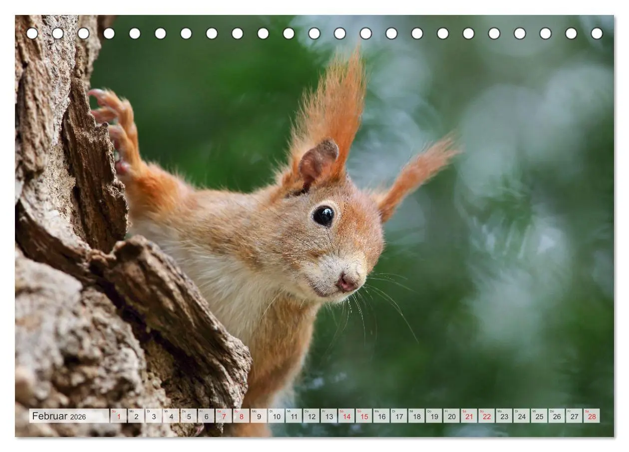 Bild: 9783516024388 | Besondere Augenblicke mit Eichhörnchen (Tischkalender 2026 DIN A5...