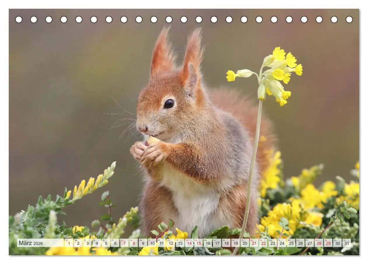 Bild: 9783516024388 | Besondere Augenblicke mit Eichhörnchen (Tischkalender 2026 DIN A5...