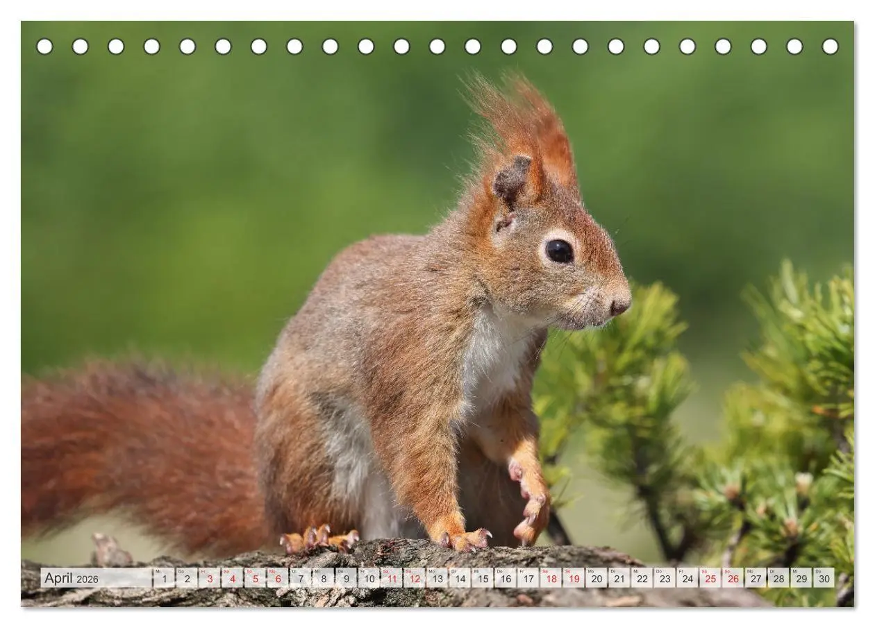 Bild: 9783516024388 | Besondere Augenblicke mit Eichhörnchen (Tischkalender 2026 DIN A5...