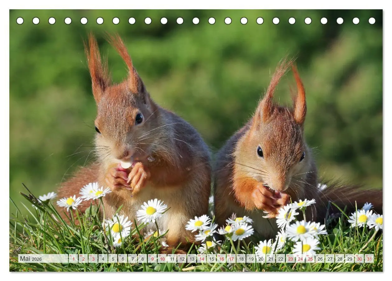 Bild: 9783516024388 | Besondere Augenblicke mit Eichhörnchen (Tischkalender 2026 DIN A5...