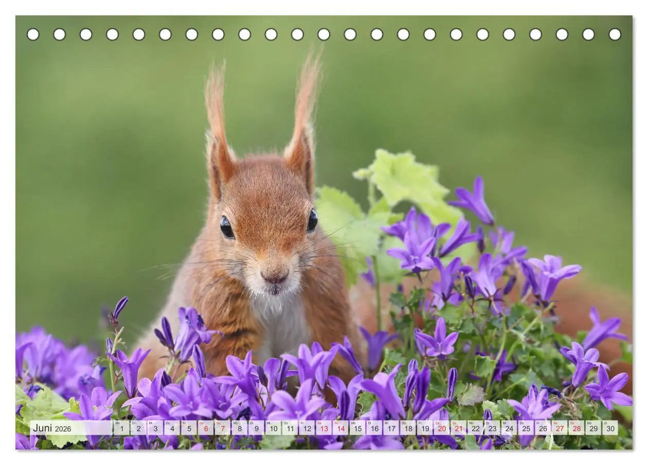 Bild: 9783516024388 | Besondere Augenblicke mit Eichhörnchen (Tischkalender 2026 DIN A5...