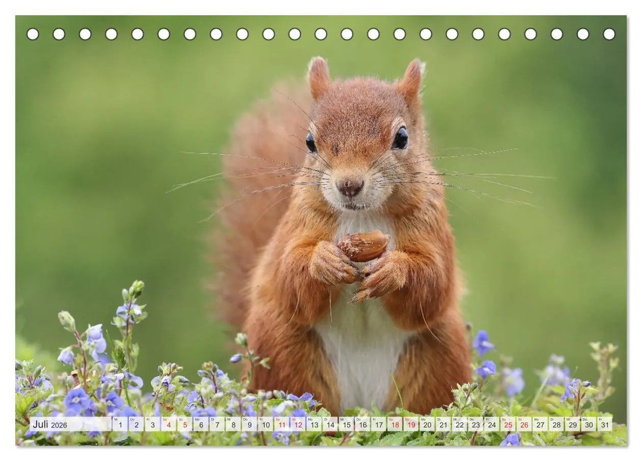 Bild: 9783516024388 | Besondere Augenblicke mit Eichhörnchen (Tischkalender 2026 DIN A5...