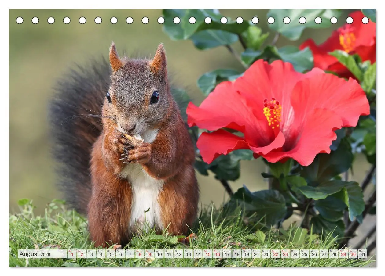Bild: 9783516024388 | Besondere Augenblicke mit Eichhörnchen (Tischkalender 2026 DIN A5...
