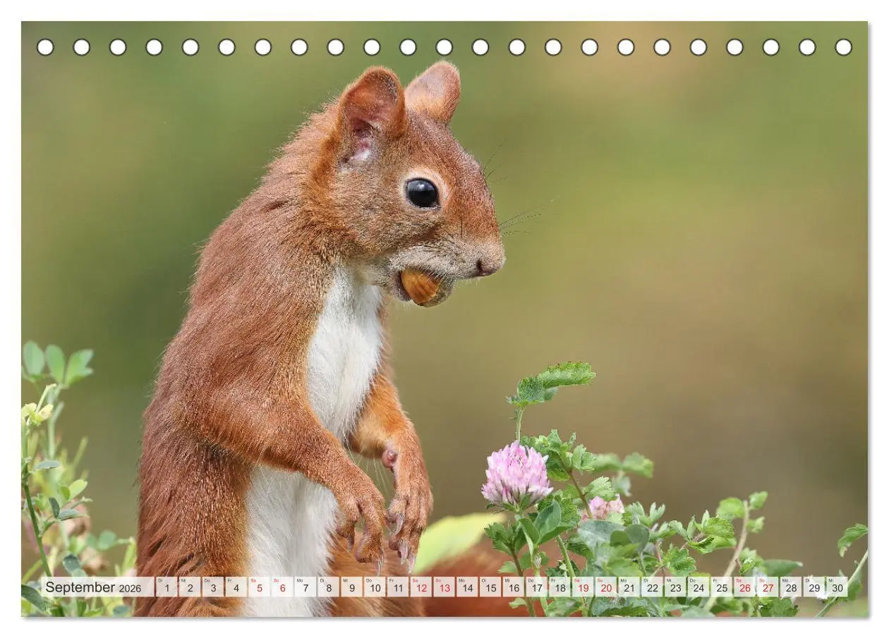 Bild: 9783516024388 | Besondere Augenblicke mit Eichhörnchen (Tischkalender 2026 DIN A5...