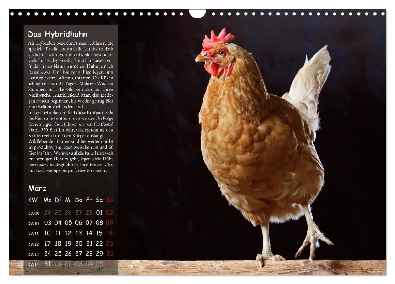 Bild: 9783457144688 | Von der Einzigartigkeit der Hühner 2025 (Wandkalender 2025 DIN A3...