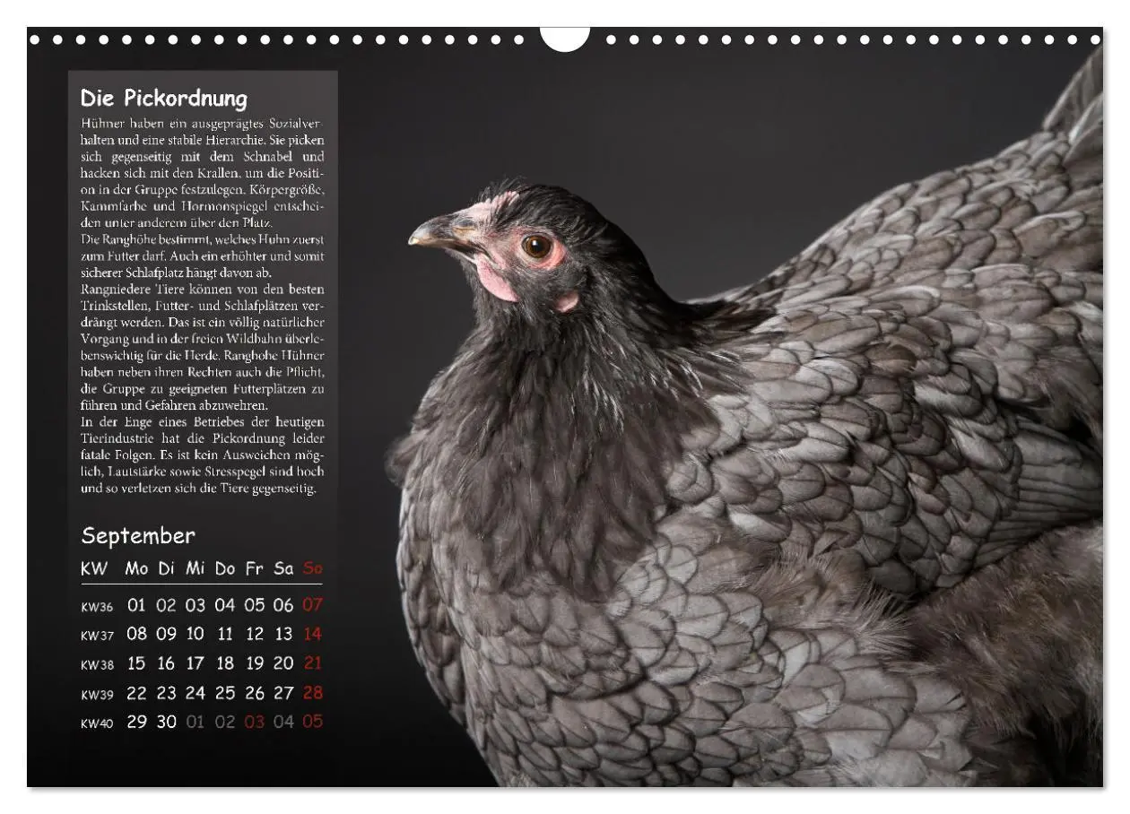 Bild: 9783457144688 | Von der Einzigartigkeit der Hühner 2025 (Wandkalender 2025 DIN A3...