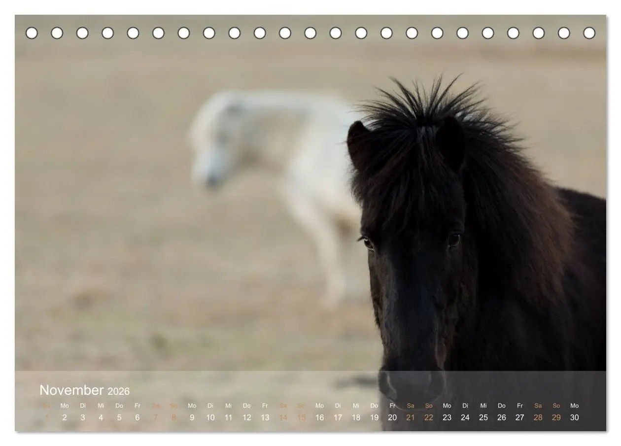 Bild: 9783457834688 | Islandpferde - Der Tölt Kalender (Tischkalender 2026 DIN A5 quer),...