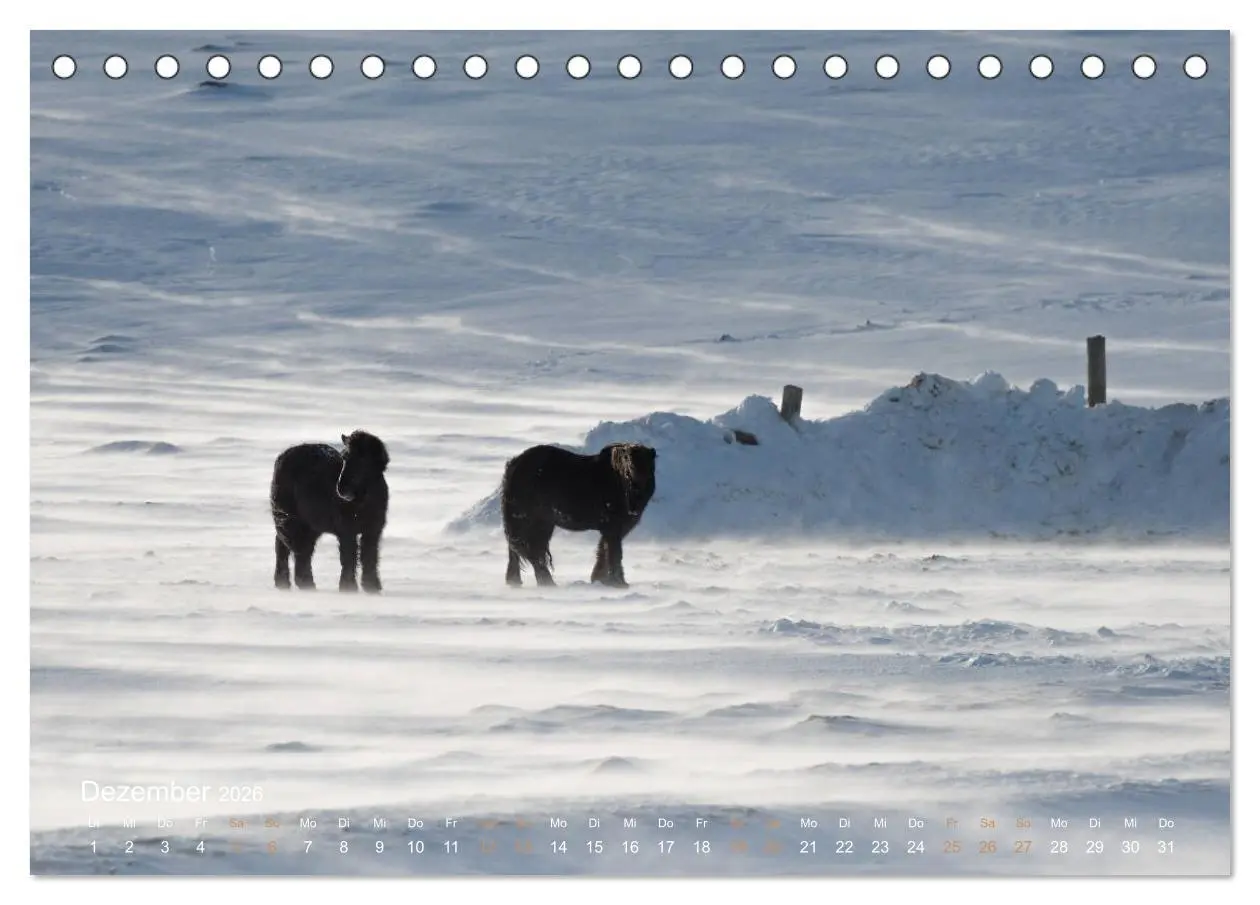Bild: 9783457834688 | Islandpferde - Der Tölt Kalender (Tischkalender 2026 DIN A5 quer),...