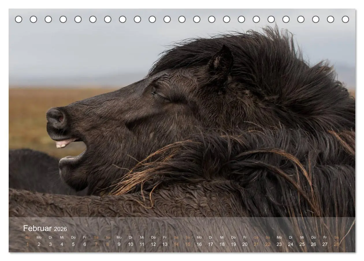 Bild: 9783457834688 | Islandpferde - Der Tölt Kalender (Tischkalender 2026 DIN A5 quer),...