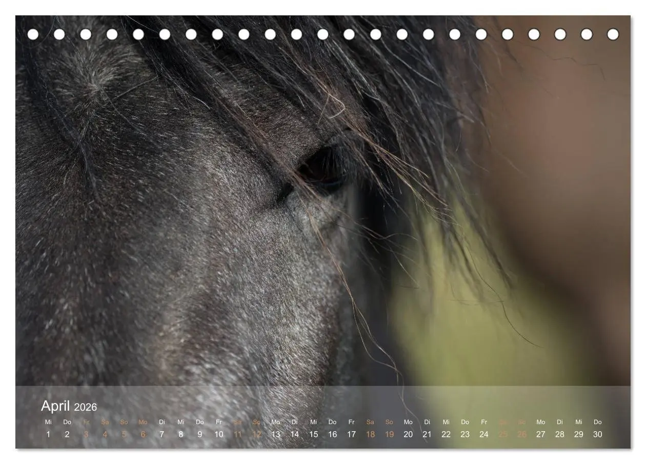Bild: 9783457834688 | Islandpferde - Der Tölt Kalender (Tischkalender 2026 DIN A5 quer),...
