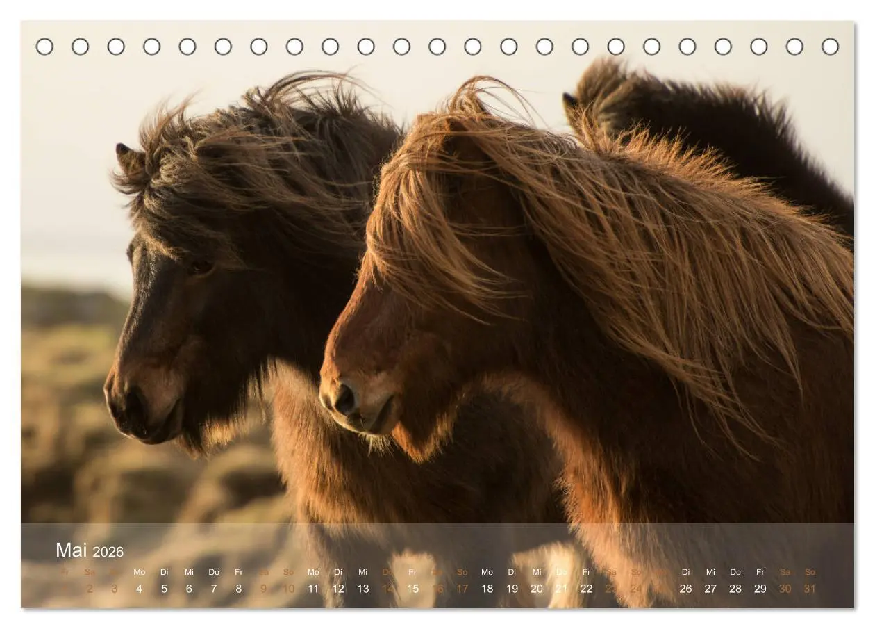 Bild: 9783457834688 | Islandpferde - Der Tölt Kalender (Tischkalender 2026 DIN A5 quer),...