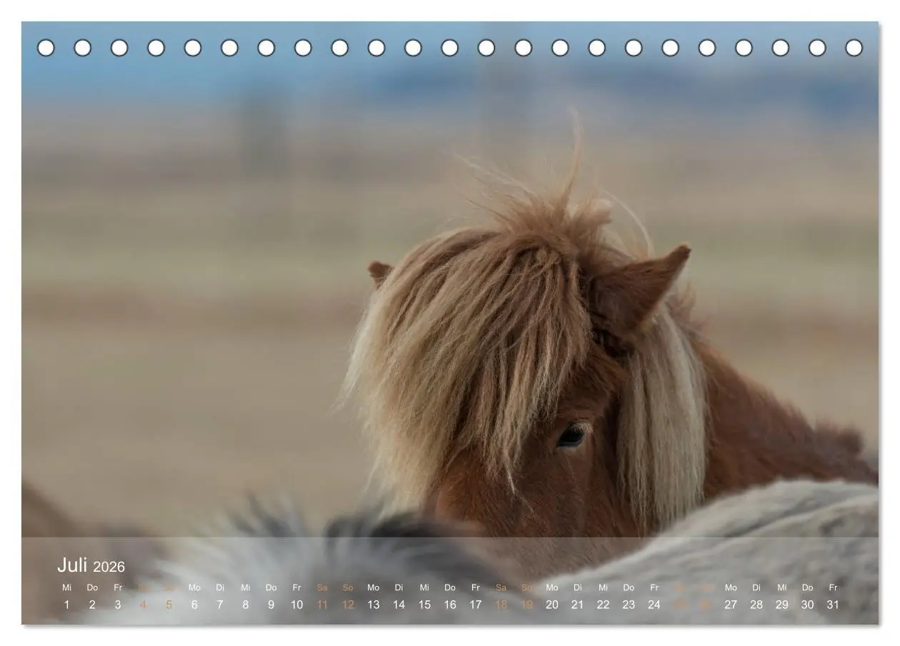 Bild: 9783457834688 | Islandpferde - Der Tölt Kalender (Tischkalender 2026 DIN A5 quer),...