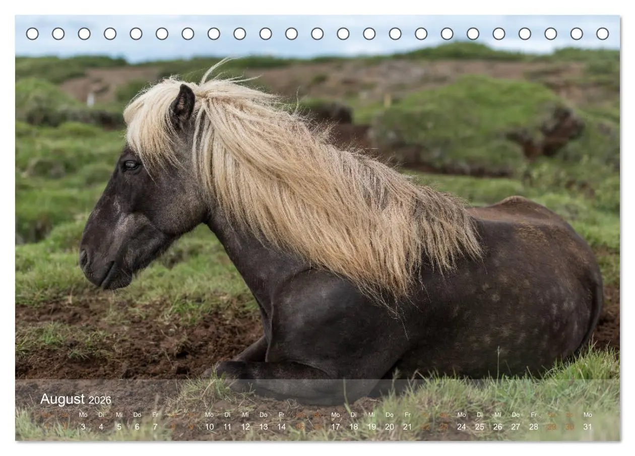 Bild: 9783457834688 | Islandpferde - Der Tölt Kalender (Tischkalender 2026 DIN A5 quer),...