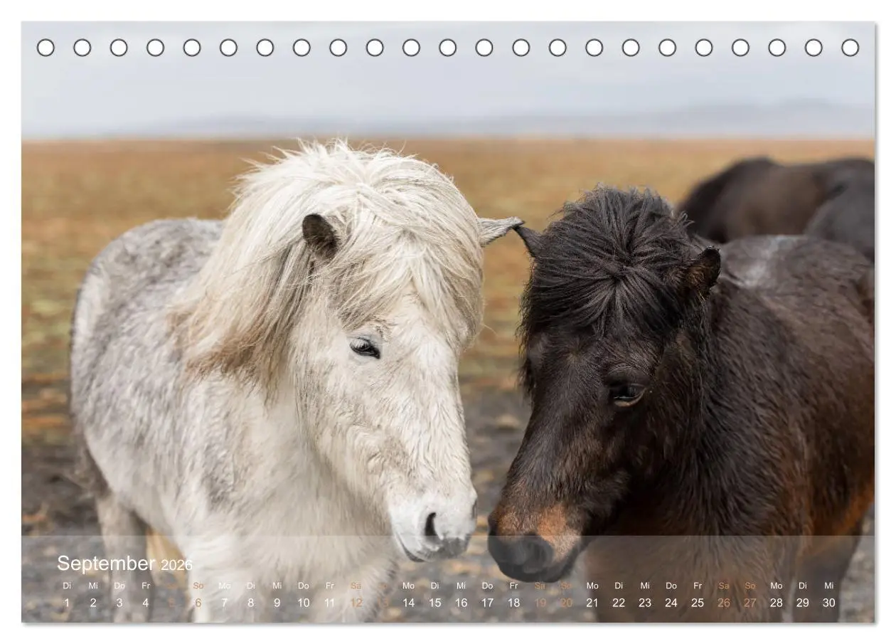 Bild: 9783457834688 | Islandpferde - Der Tölt Kalender (Tischkalender 2026 DIN A5 quer),...