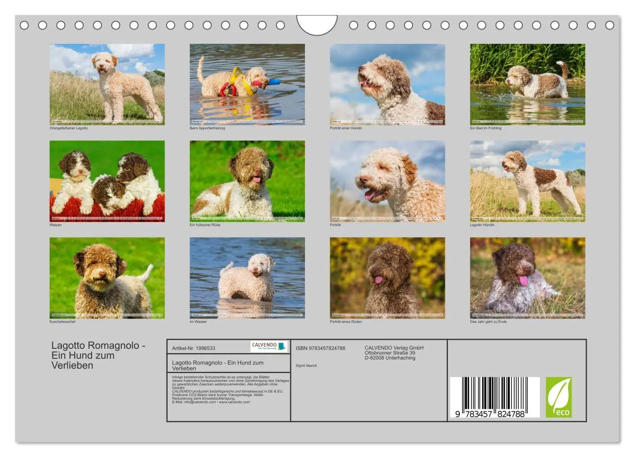 Bild: 9783457824788 | Lagotto Romagnolo - Ein Hund zum Verlieben (Wandkalender 2026 DIN...