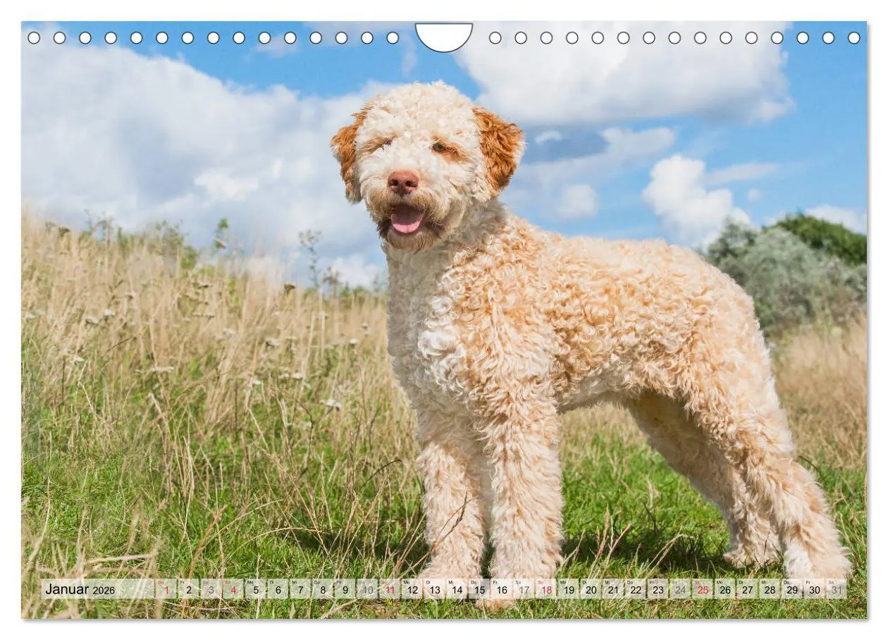 Bild: 9783457824788 | Lagotto Romagnolo - Ein Hund zum Verlieben (Wandkalender 2026 DIN...