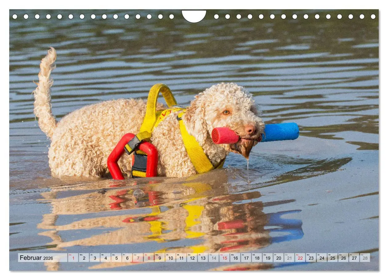 Bild: 9783457824788 | Lagotto Romagnolo - Ein Hund zum Verlieben (Wandkalender 2026 DIN...