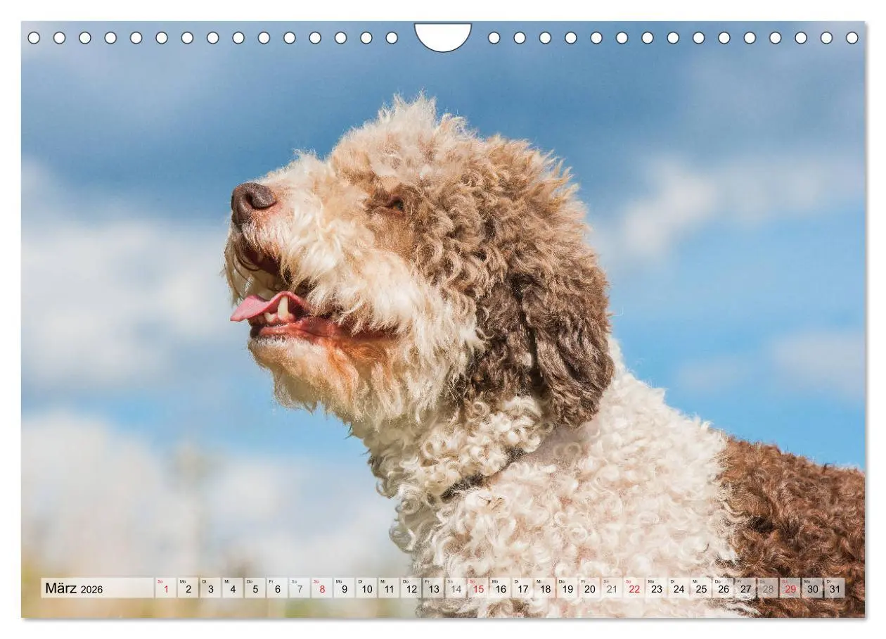 Bild: 9783457824788 | Lagotto Romagnolo - Ein Hund zum Verlieben (Wandkalender 2026 DIN...