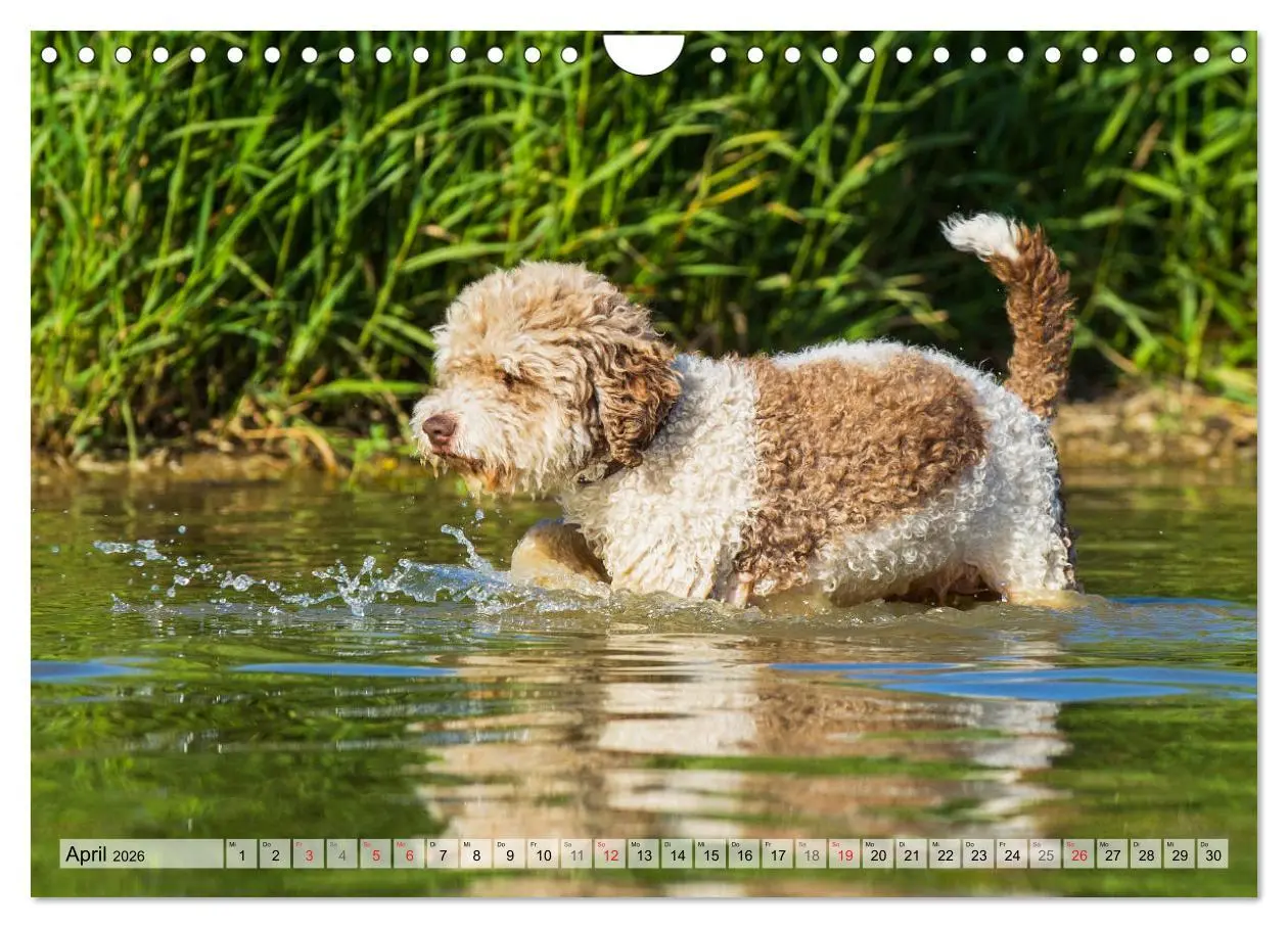Bild: 9783457824788 | Lagotto Romagnolo - Ein Hund zum Verlieben (Wandkalender 2026 DIN...
