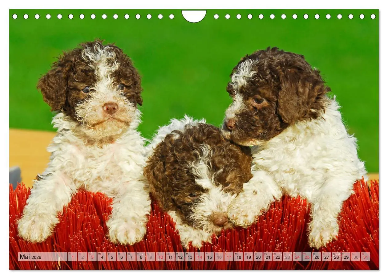 Bild: 9783457824788 | Lagotto Romagnolo - Ein Hund zum Verlieben (Wandkalender 2026 DIN...
