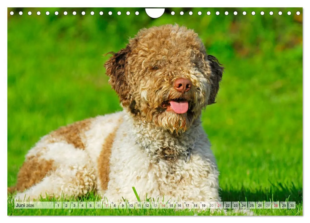Bild: 9783457824788 | Lagotto Romagnolo - Ein Hund zum Verlieben (Wandkalender 2026 DIN...
