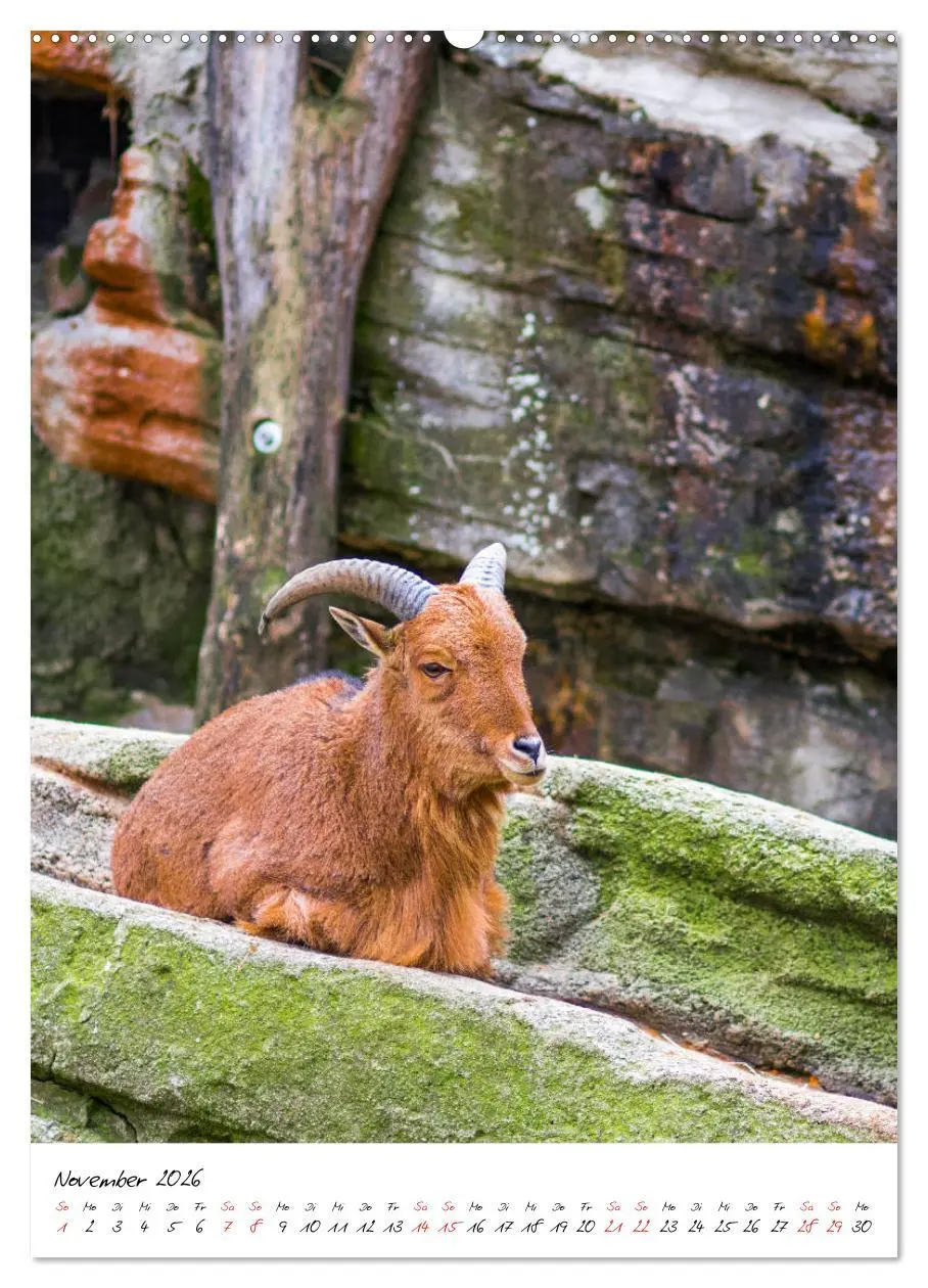 Bild: 9783516394788 | Tierwelten - aus dem ältesten Tiergarten der Welt (Wandkalender...