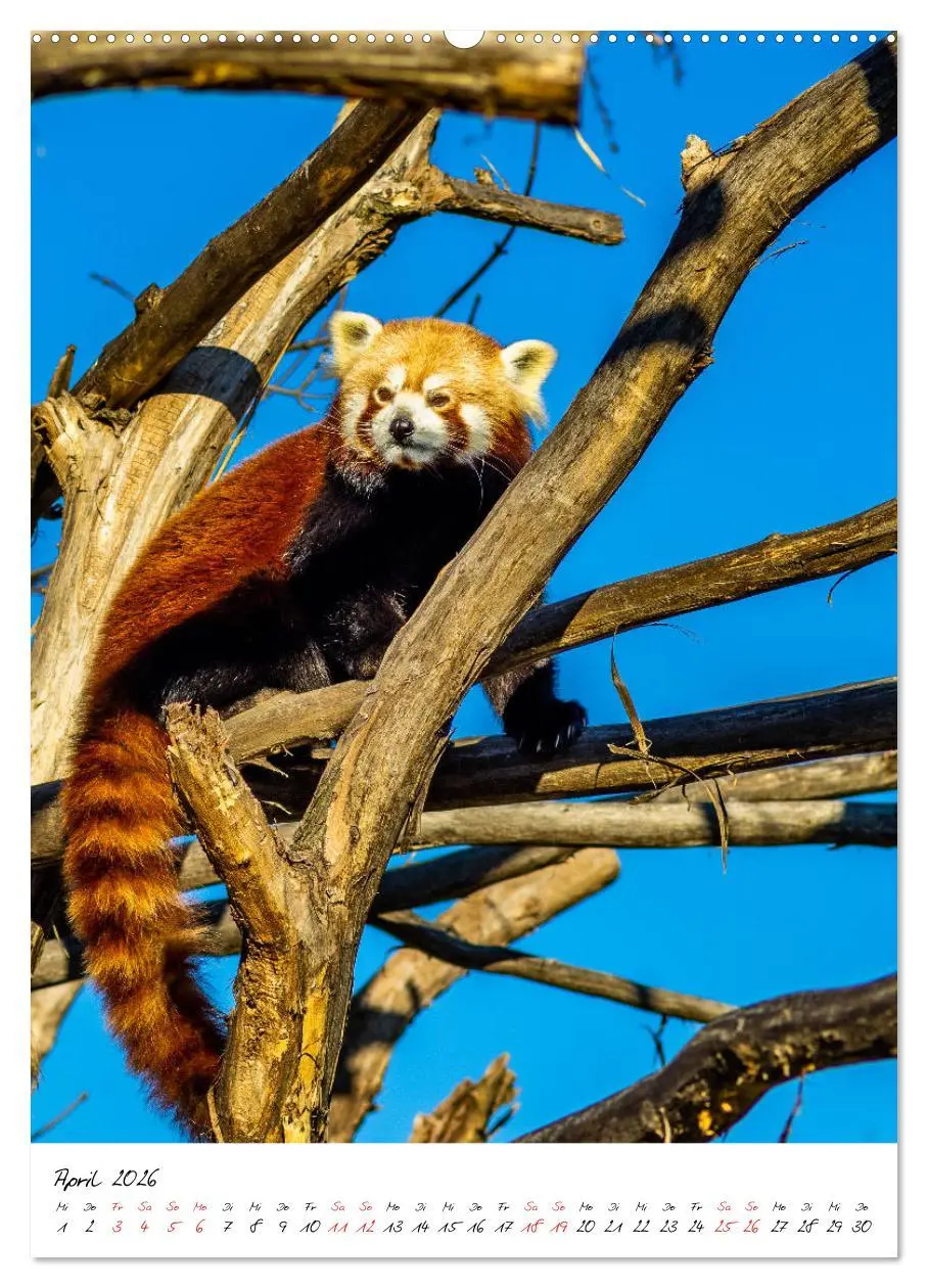 Bild: 9783516394788 | Tierwelten - aus dem ältesten Tiergarten der Welt (Wandkalender...