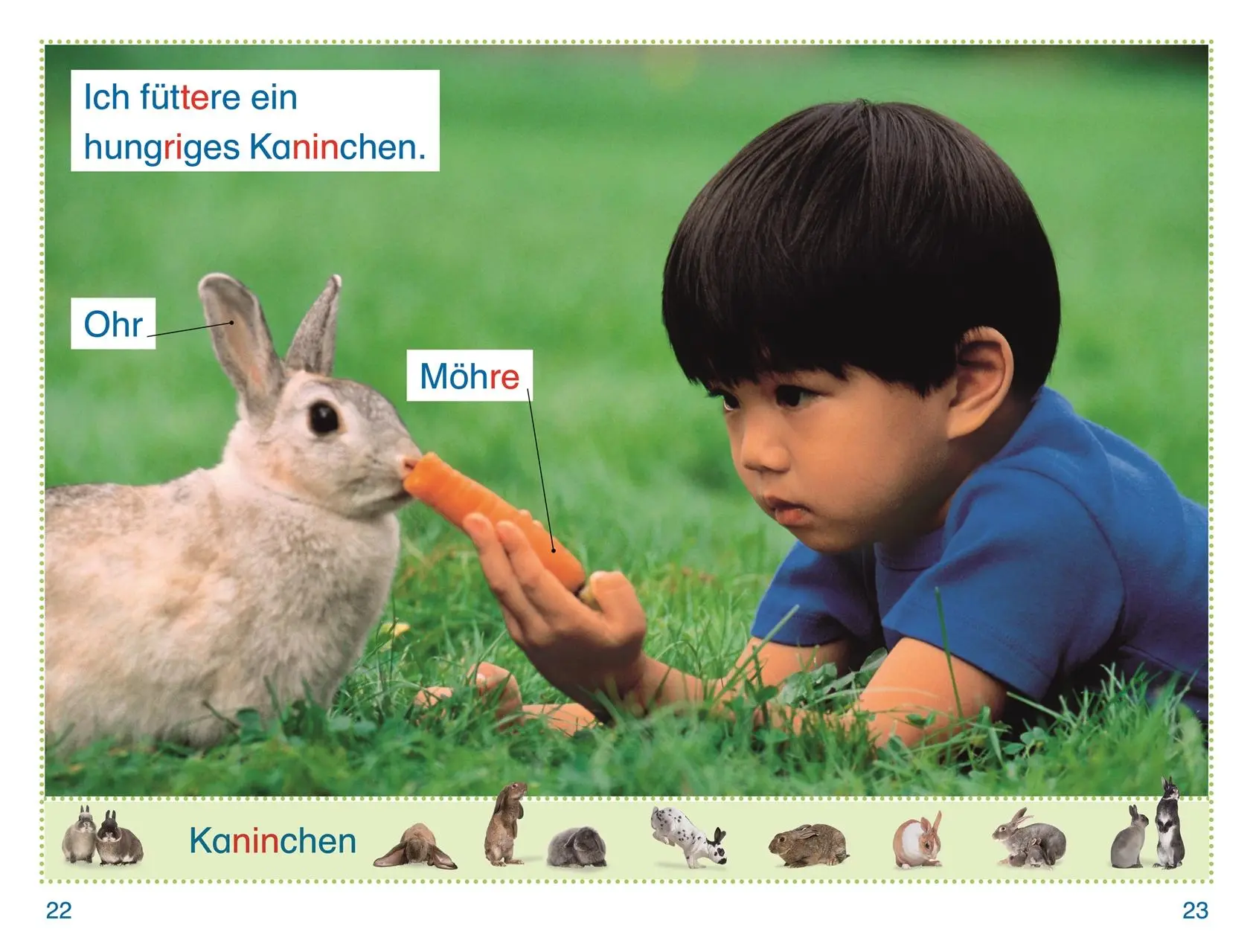 Bild: 9783831044788 | SUPERLESER! Lina im Streichelzoo | Elke Sagenschneider | Buch | 36 S.