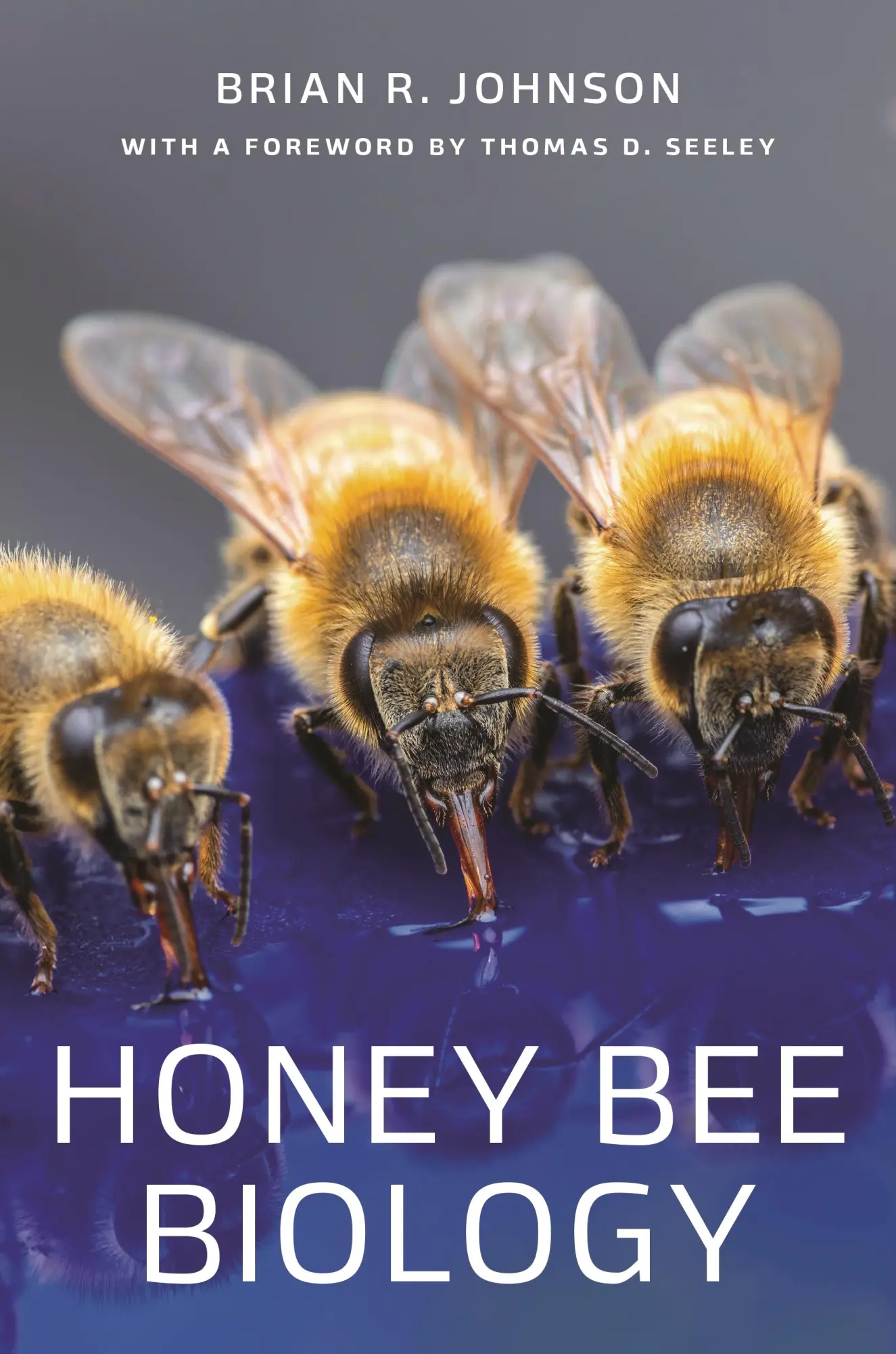 Cover: 9780691204888 | Honey Bee Biology | Brian R. Johnson | Buch | Gebunden | Englisch