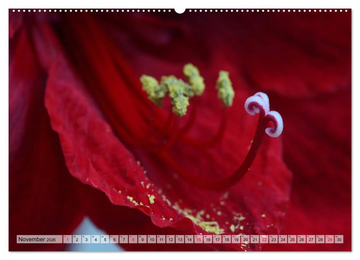 Bild: 9783457744888 | Amaryllis-Blüten (hochwertiger Premium Wandkalender 2026 DIN A2...
