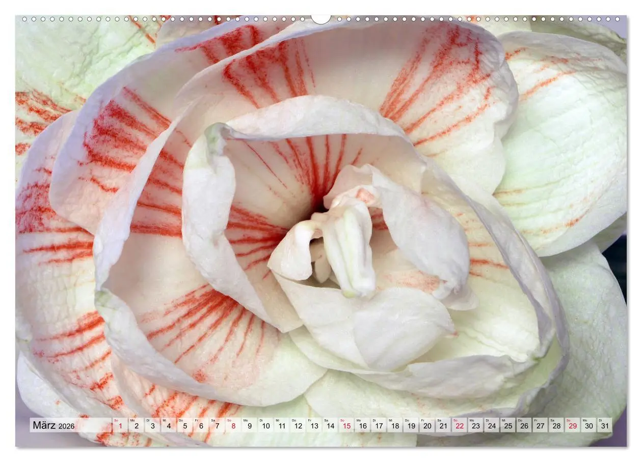 Bild: 9783457744888 | Amaryllis-Blüten (hochwertiger Premium Wandkalender 2026 DIN A2...
