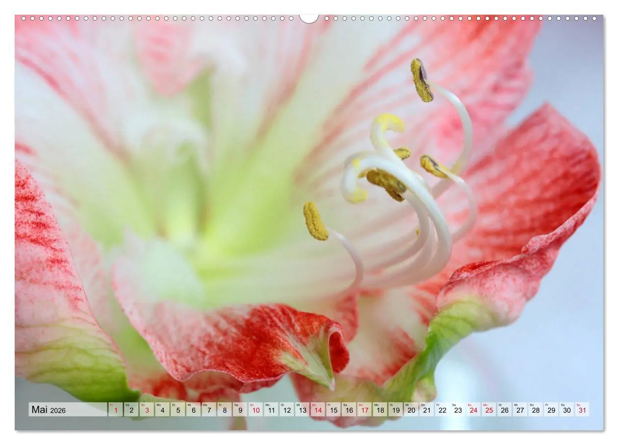 Bild: 9783457744888 | Amaryllis-Blüten (hochwertiger Premium Wandkalender 2026 DIN A2...