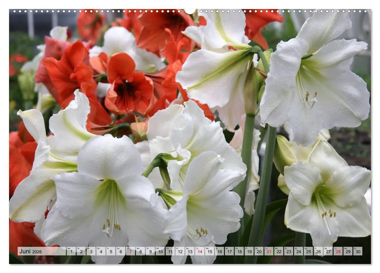 Bild: 9783457744888 | Amaryllis-Blüten (hochwertiger Premium Wandkalender 2026 DIN A2...