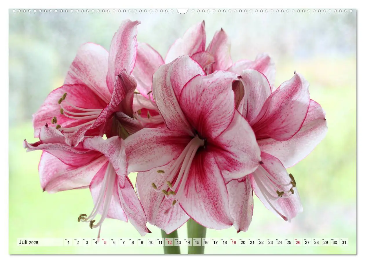 Bild: 9783457744888 | Amaryllis-Blüten (hochwertiger Premium Wandkalender 2026 DIN A2...