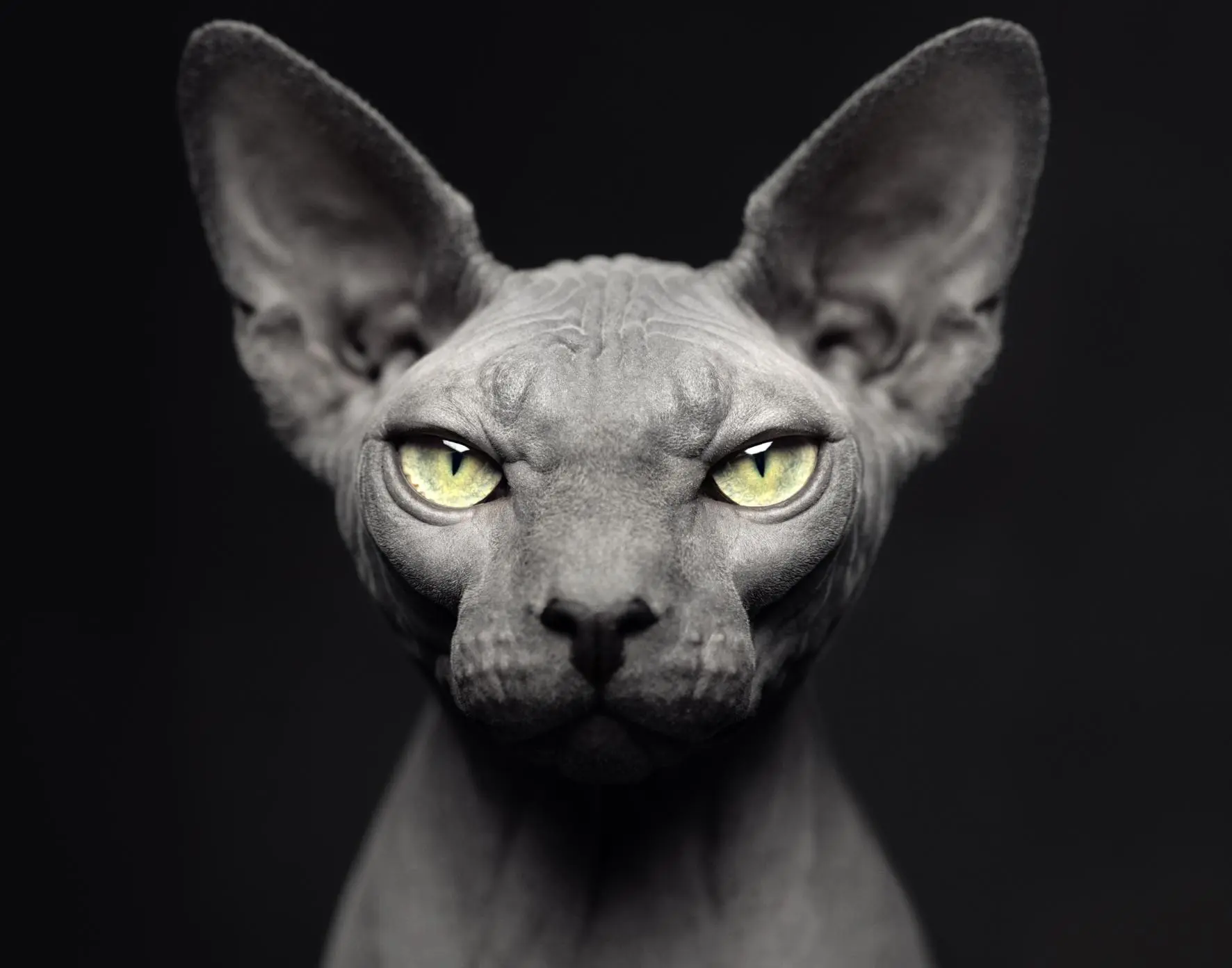 Bild: 9783961714988 | Between Us | Animal Portraits | Vincent Lagrange | Buch | 224 S.