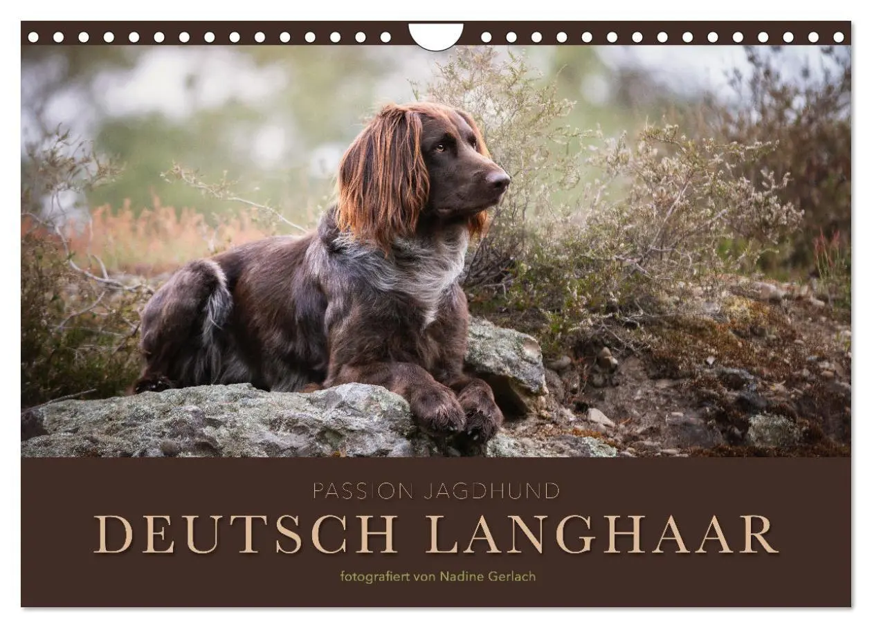 Cover: 9783457555088 | Passion Jagdhund - Deutsch Langhaar (Wandkalender 2026 DIN A4...
