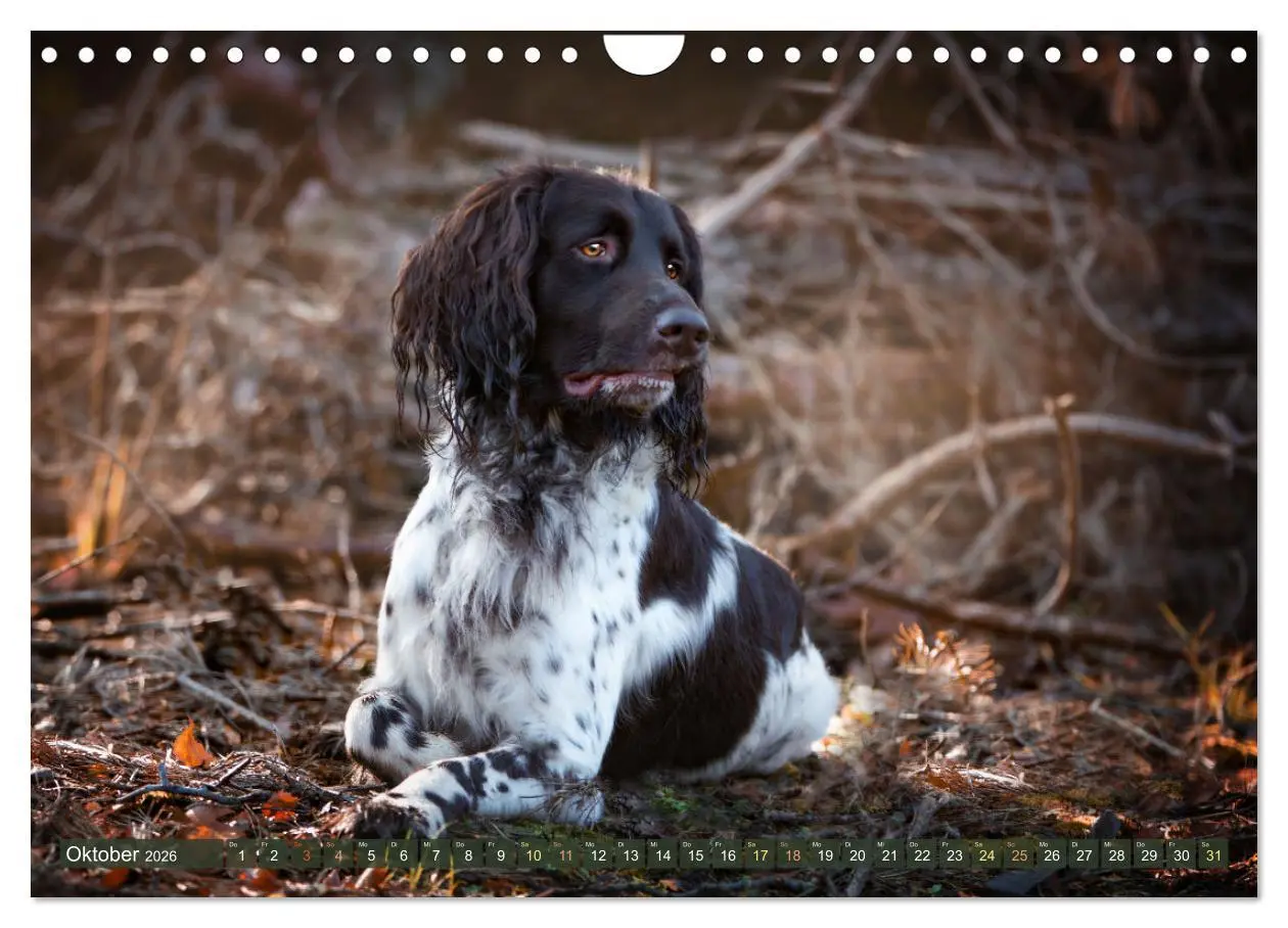 Bild: 9783457555088 | Passion Jagdhund - Deutsch Langhaar (Wandkalender 2026 DIN A4...