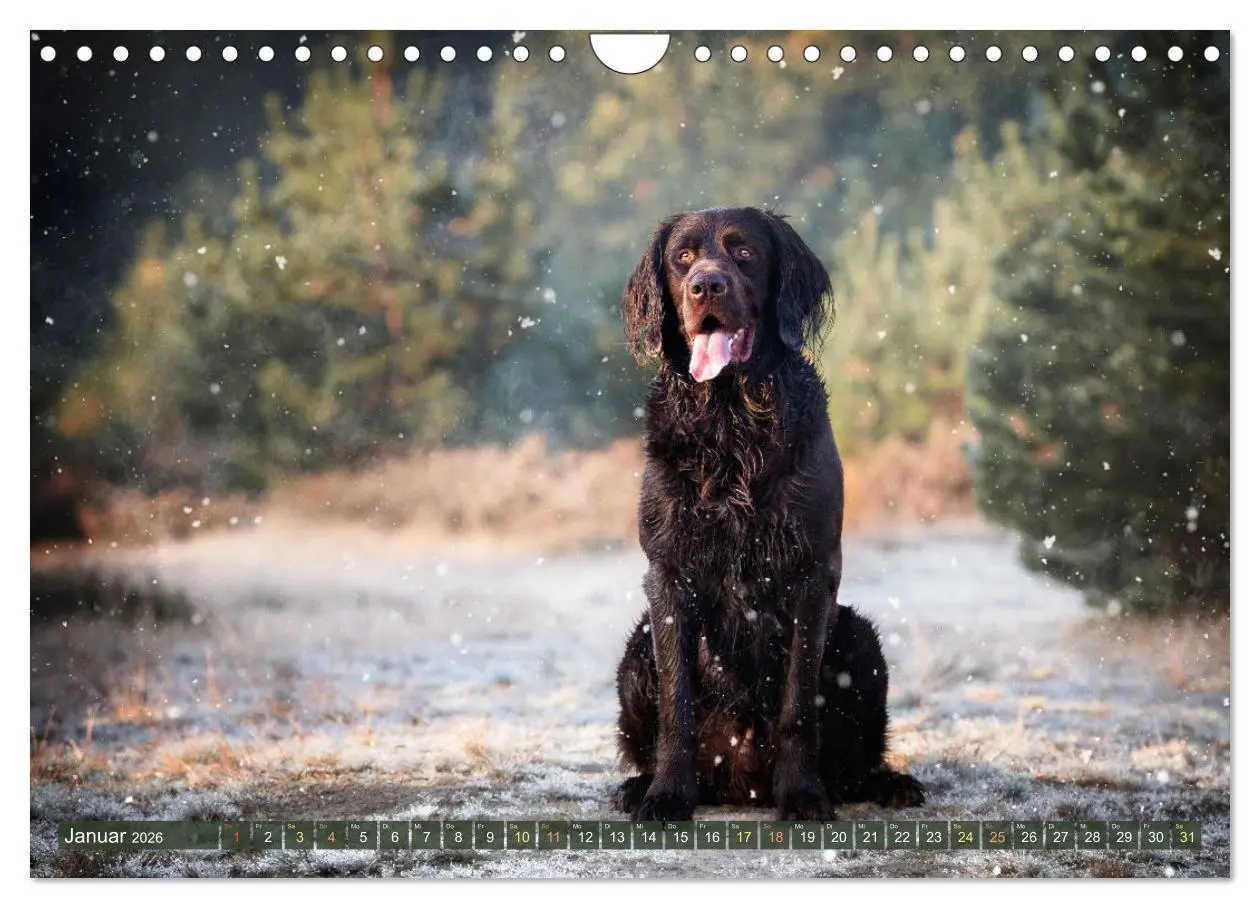 Bild: 9783457555088 | Passion Jagdhund - Deutsch Langhaar (Wandkalender 2026 DIN A4...