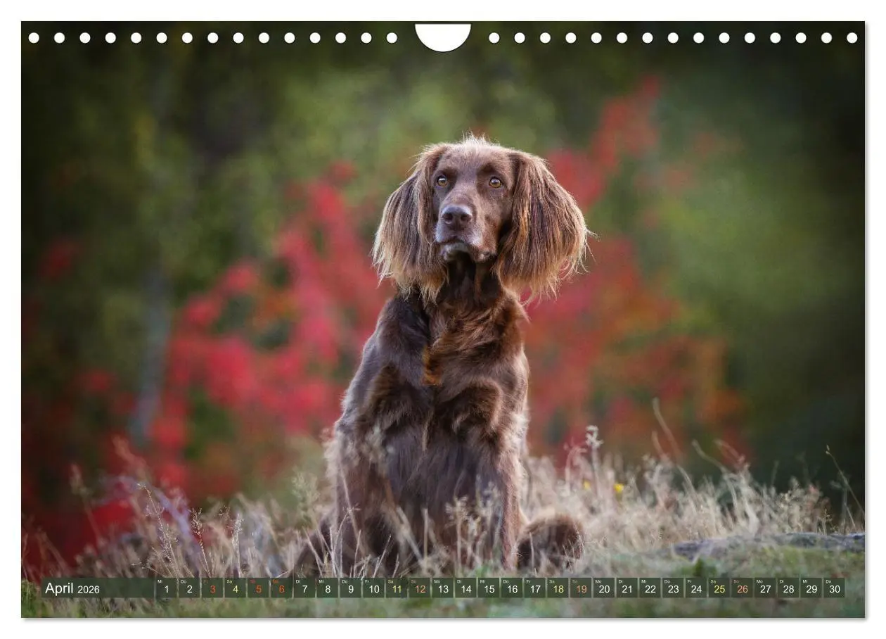 Bild: 9783457555088 | Passion Jagdhund - Deutsch Langhaar (Wandkalender 2026 DIN A4...