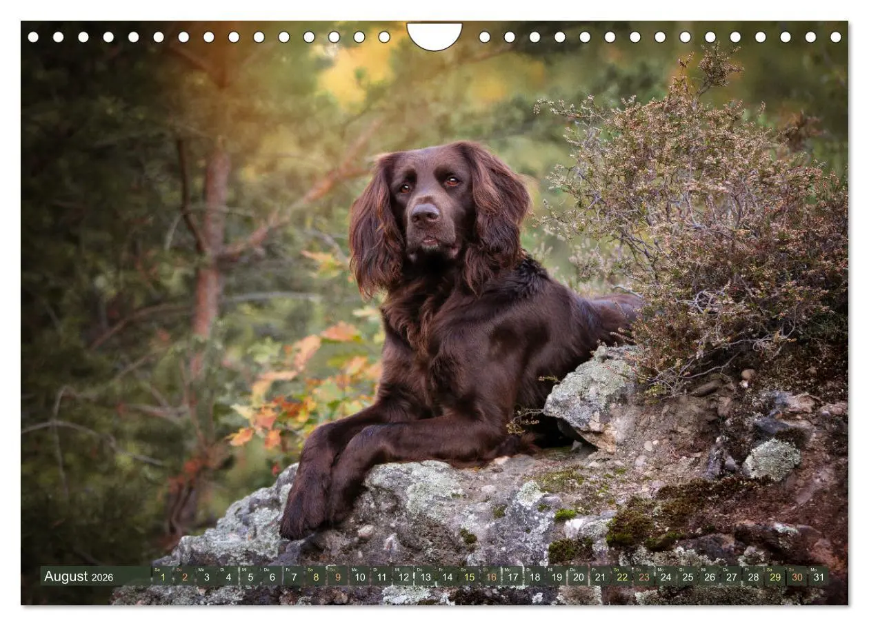 Bild: 9783457555088 | Passion Jagdhund - Deutsch Langhaar (Wandkalender 2026 DIN A4...