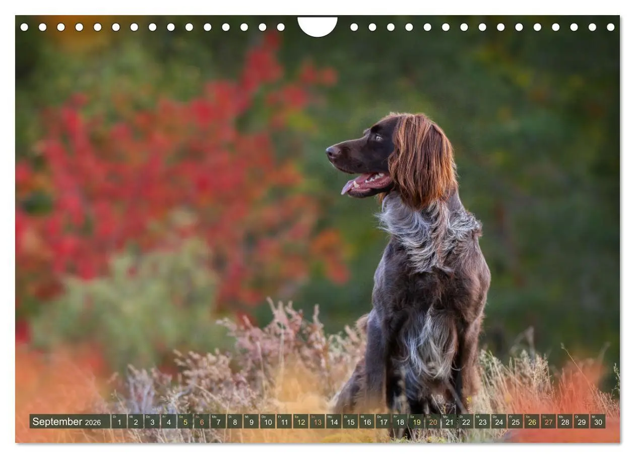 Bild: 9783457555088 | Passion Jagdhund - Deutsch Langhaar (Wandkalender 2026 DIN A4...
