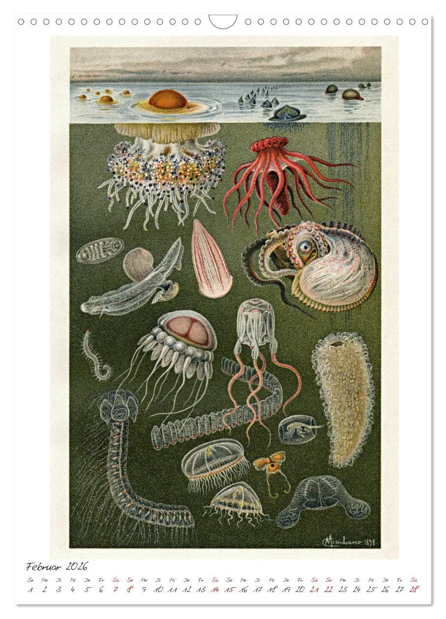 Bild: 9783516405088 | Formenspiele der Evolution. Chromolithographien des 19....