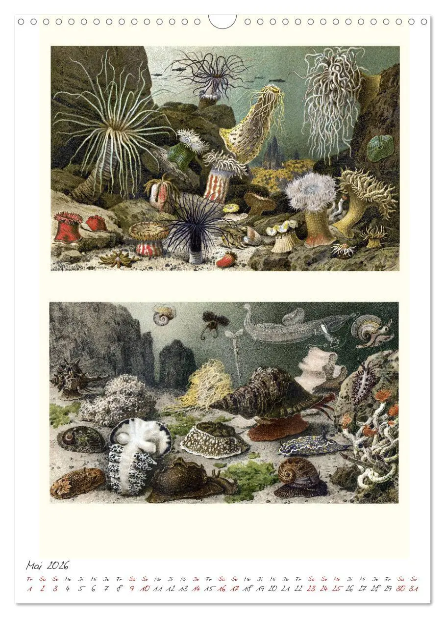 Bild: 9783516405088 | Formenspiele der Evolution. Chromolithographien des 19....
